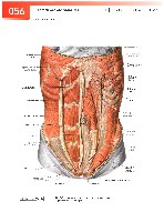 Sobotta  Atlas of Human Anatomy  Trunk, Viscera,Lower Limb Volume2 2006, page 63